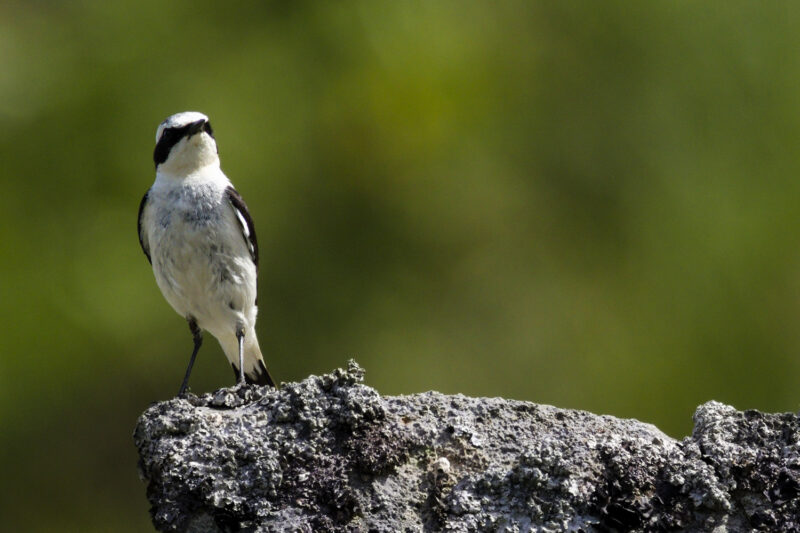 Traquet motteux mâle